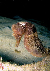 Nice headshot of  a Hippocampus reidi (Longsnout Seahorse... by Juan Torres 